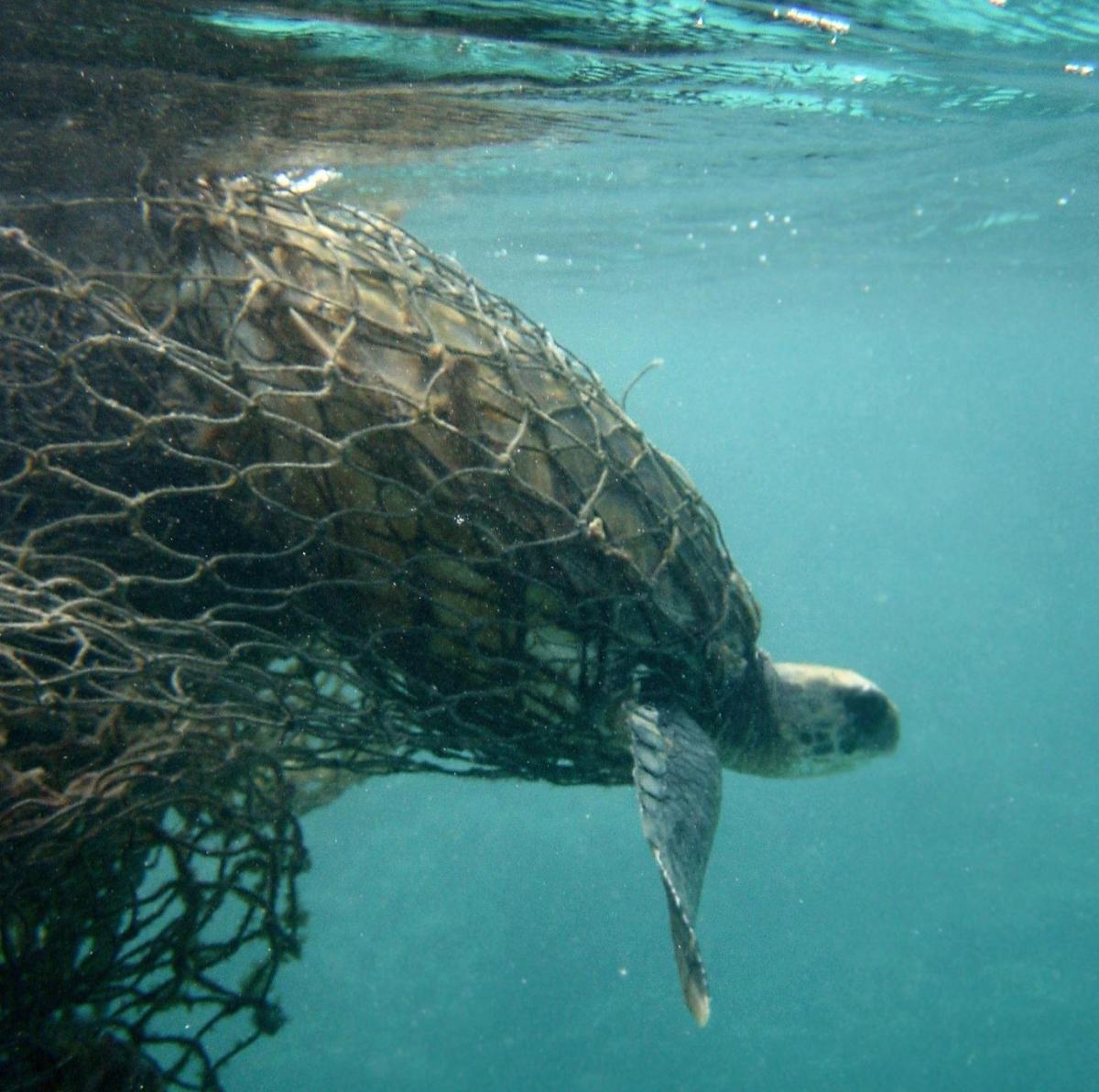 Animali in via di estinzione: specie marine a rischio