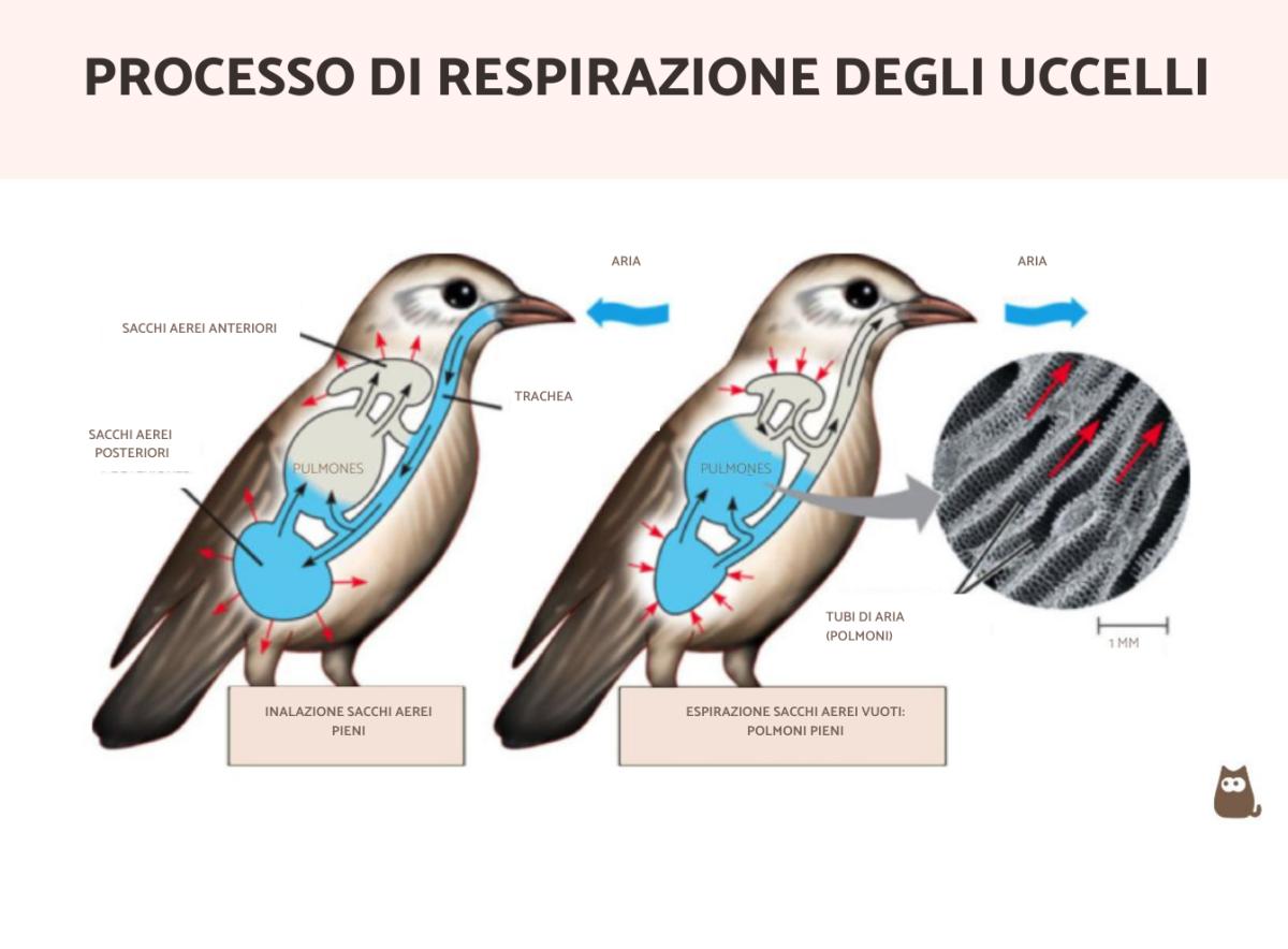 Come respirano gli uccelli?