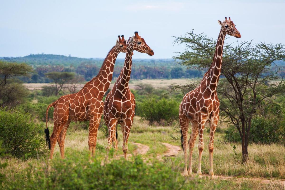 Perché le giraffe hanno il collo lungo?