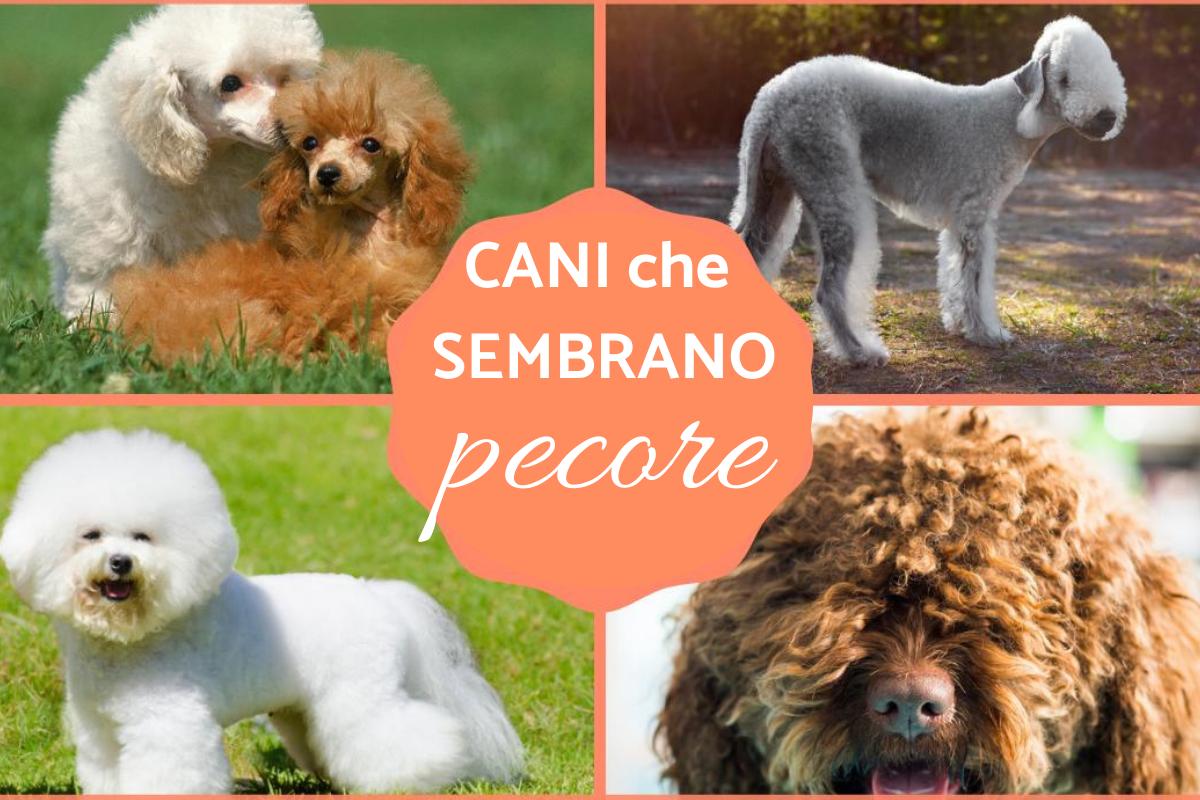 8 Cani che sembrano pecore: Caratteristiche e curiosità