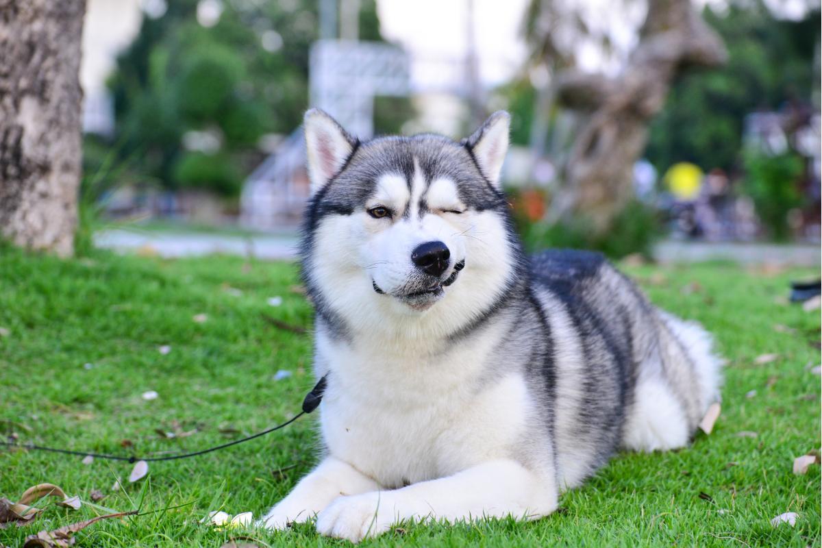 Gli husky hanno un carattere difficile?