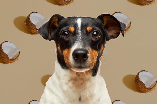 Si può dare il cocco ai cani?