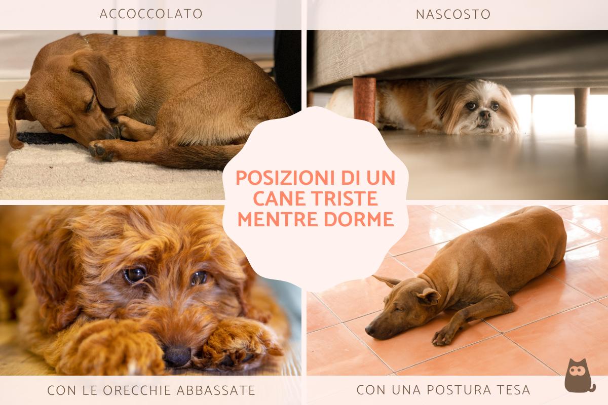 Come dorme un cane triste