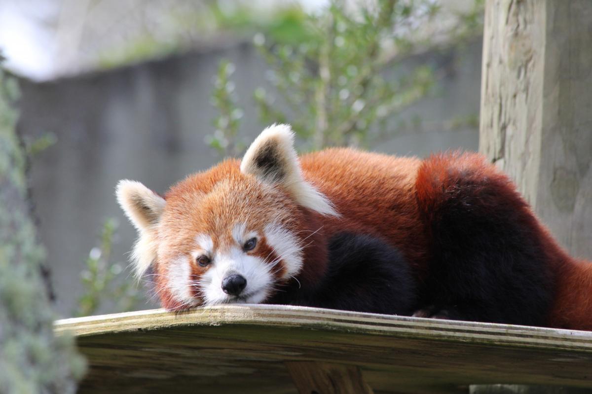 I 40 animali più carini e belli del mondo
