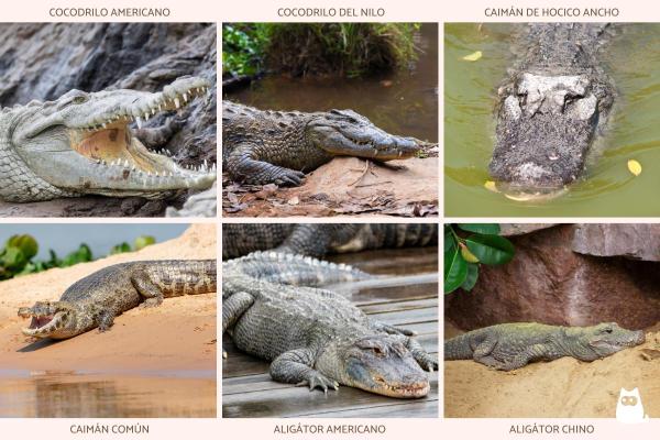 Differenze tra coccodrillo, alligatore e caimano - Classificazione di coccodrilli, caimani e alligatori