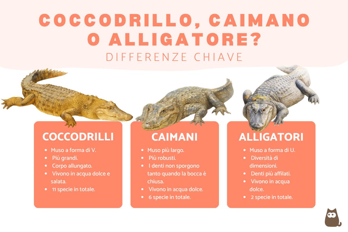 Differenze tra coccodrillo, alligatore e caimano
