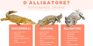 Differenze tra coccodrillo, alligatore e caimano