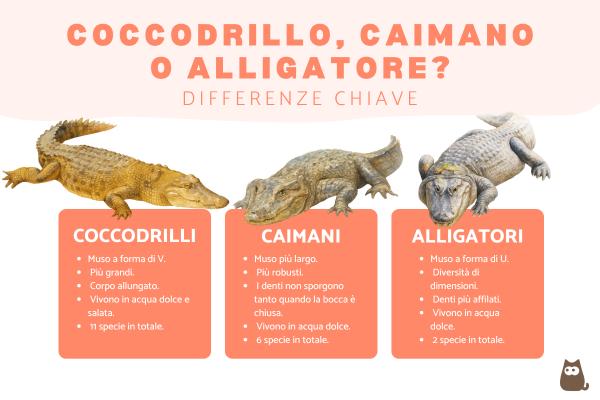 Differenze tra coccodrillo, alligatore e caimano