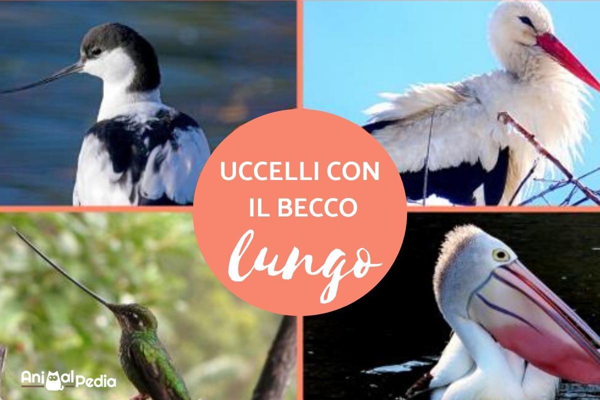 Uccelli con becco lungo: Tipi, nomi e foto