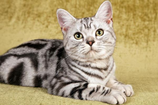 Le 10 razze di gatti più diffuse in Italia - American Shorthair
