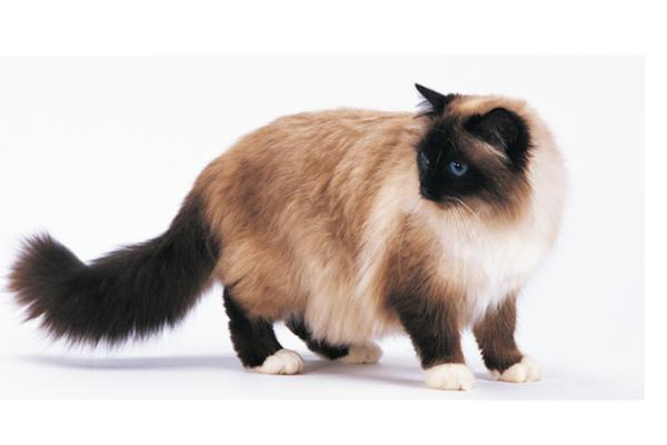 Le 10 razze di gatti più diffuse in Italia - Birmano o gatto sacro di Birmania