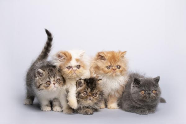 Le 10 razze di gatti più diffuse in Italia - Le 10 razze di gatti più diffuse in Italia