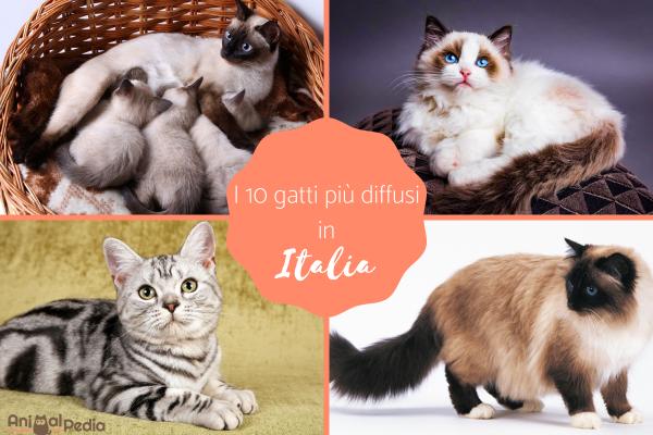 Le 10 razze di gatti più diffuse in Italia