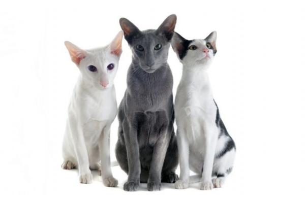 Le 10 razze di gatti più diffuse in Italia - Orientale