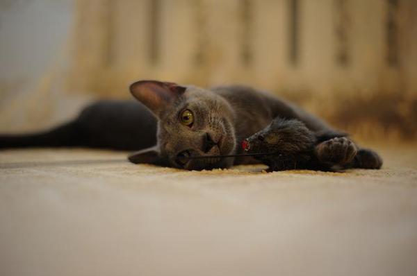 Perché la gatta ha partorito un solo cucciolo - Possibili cause