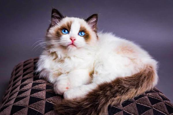 Le 10 razze di gatti più diffuse in Italia - Ragdoll