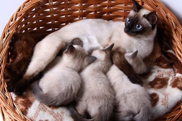 Le 10 razze di gatti più diffuse in Italia - Siamese