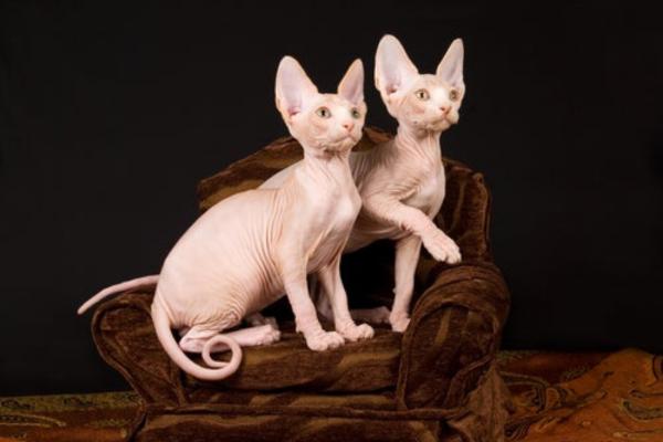 Le 10 razze di gatti più diffuse in Italia - Sphynx
