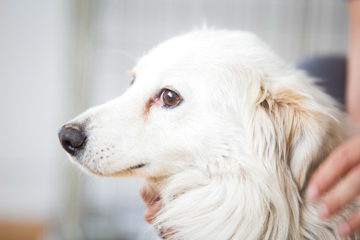 Come calmare un cane spaventato