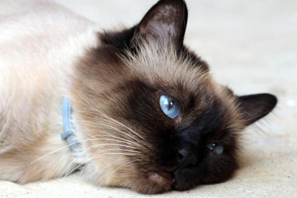 Il mio gatto respira male: sintomi, cause e cura - È normale che un gatto respiri male?