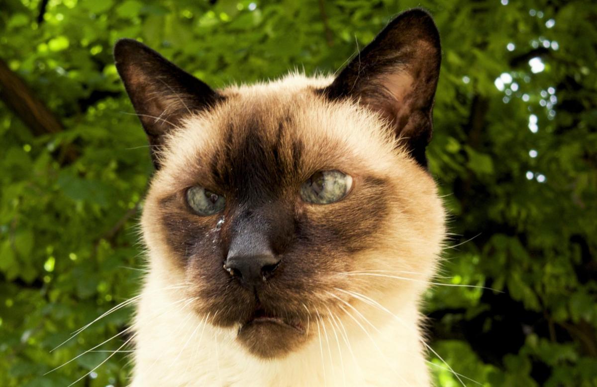 Gatto strabico: esiste lo strabismo nei gatti?