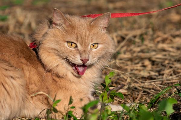 Il mio gatto respira male: sintomi, cause e cura