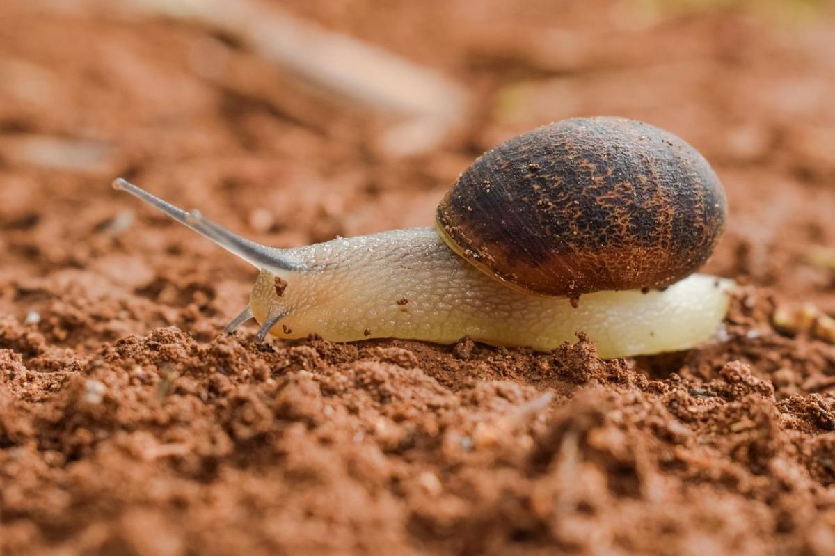 La riproduzione degli animali ermafroditi
