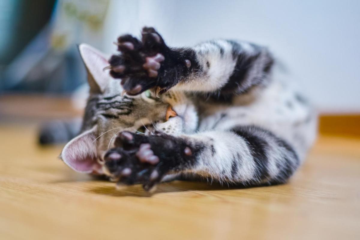Pododermatite nel gatto: Sintomi e trattamento