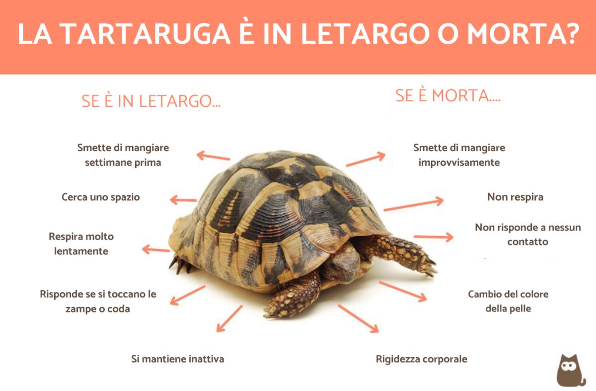 La tartaruga è in letargo o morta?