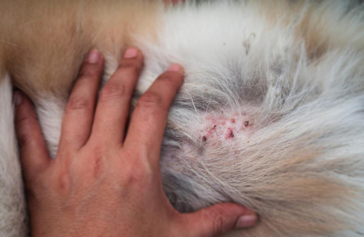 Pannicolite nel cane: Trattamento e rimedi naturali
