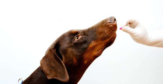Come dare una pastiglia al cane