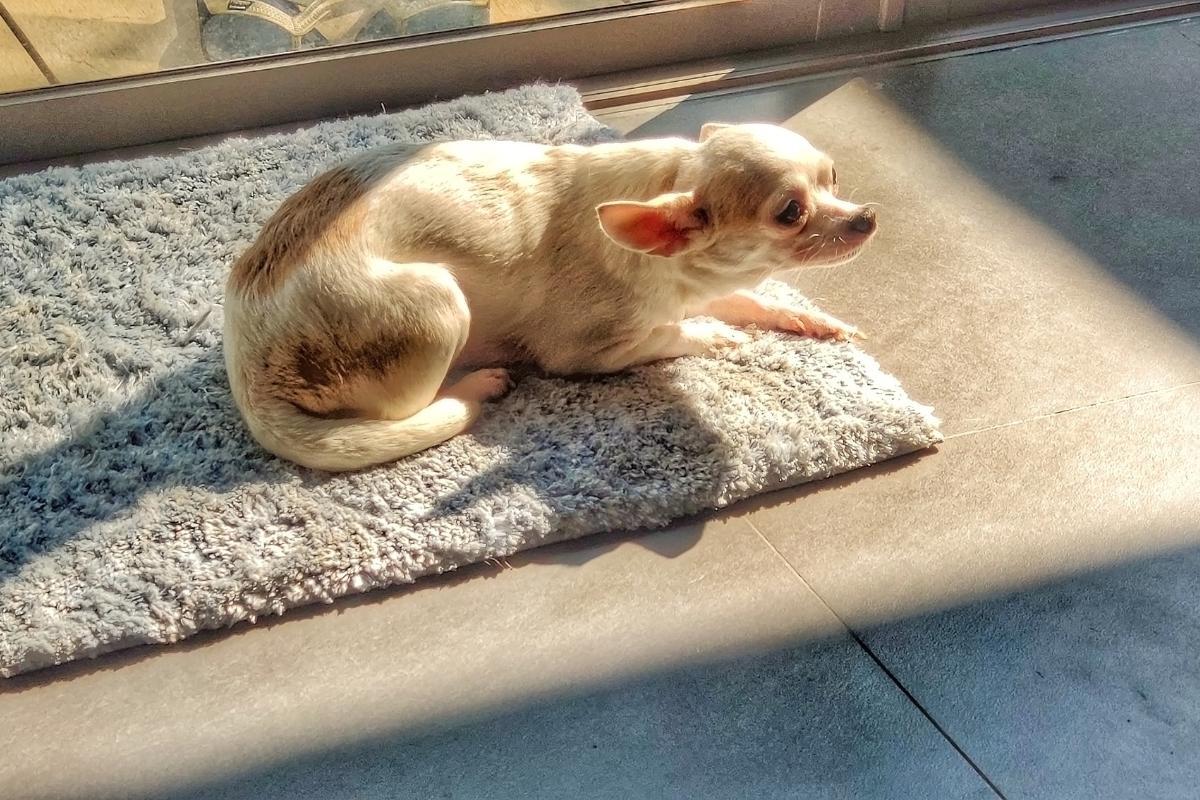 Il mio cane non vuole uscire: cause e cosa fare