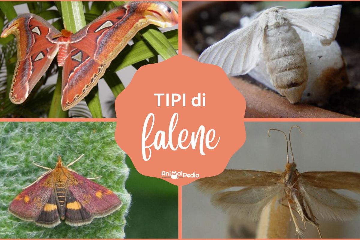 Tipi di falene: Caratteristiche e curiosità
