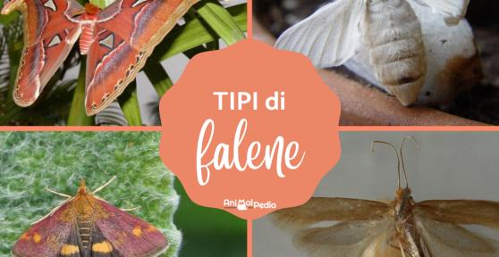 Tipi di falene: Caratteristiche e curiosità