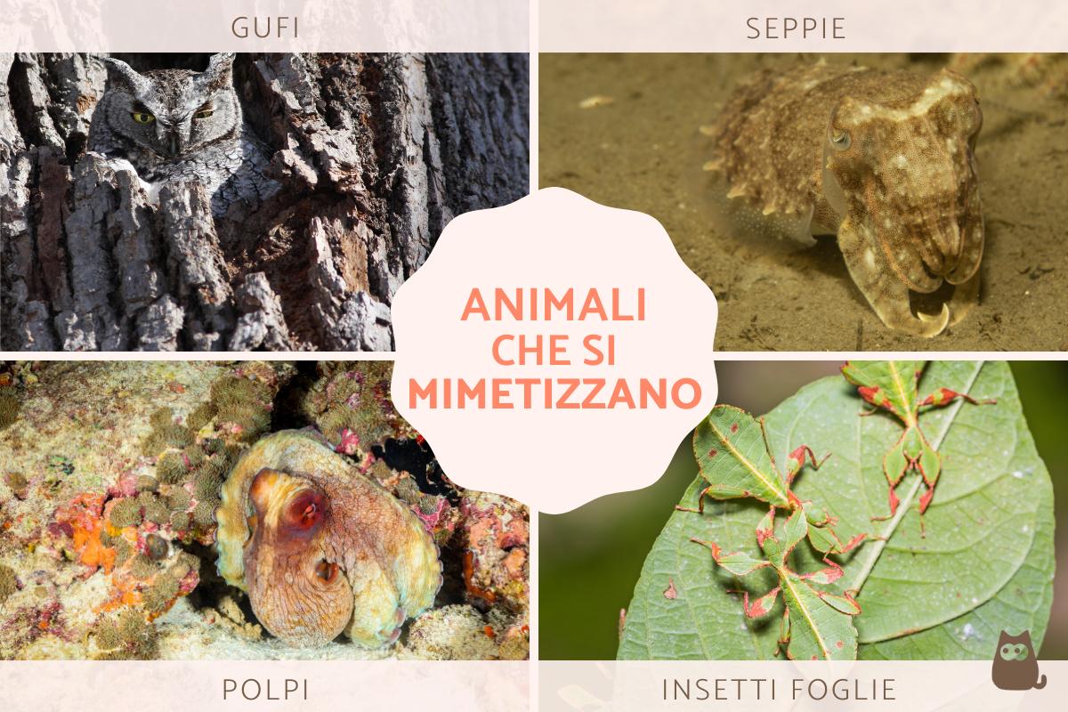 +15 Animali che si mimetizzano con immagini