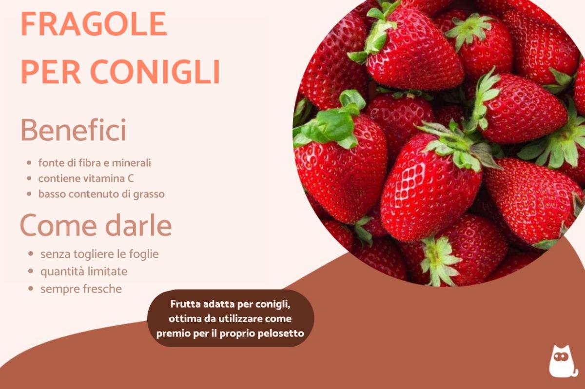 I conigli possono mangiare le fragole?