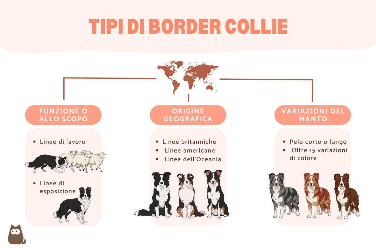 Tipi di border collie