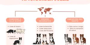 Tipi di border collie