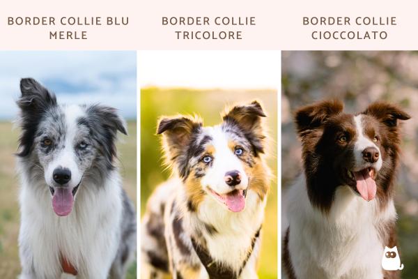 Tipi di border collie - Tipi di border collie in base a colore e mantello