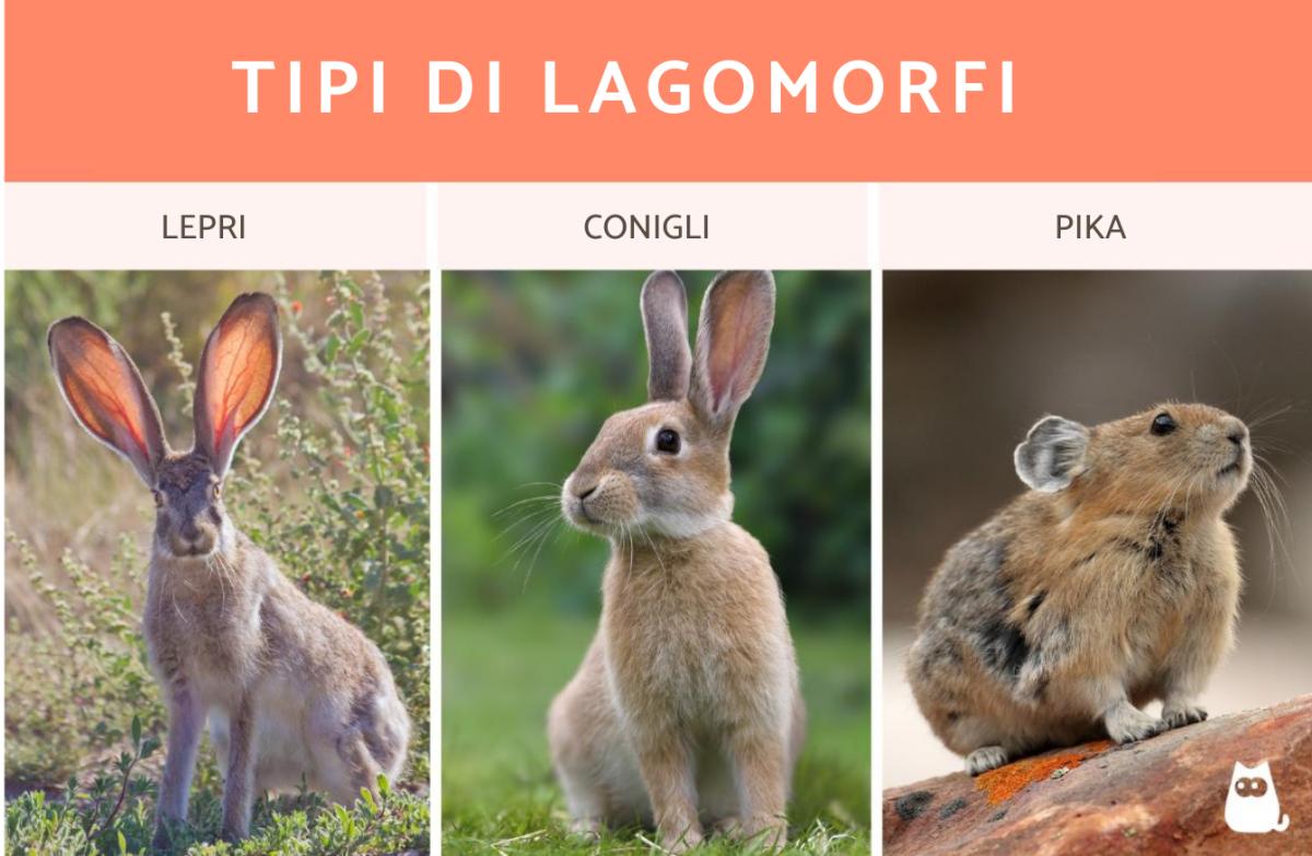 Lagomorfi: definizione, caratteristiche ed esempi