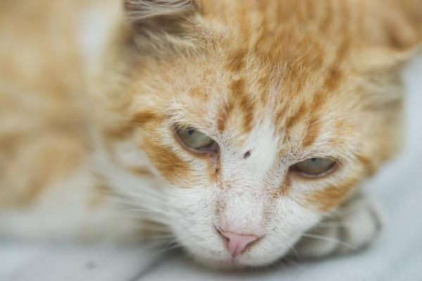 Il gatto non fa pipì e non defeca: Cause e soluzioni