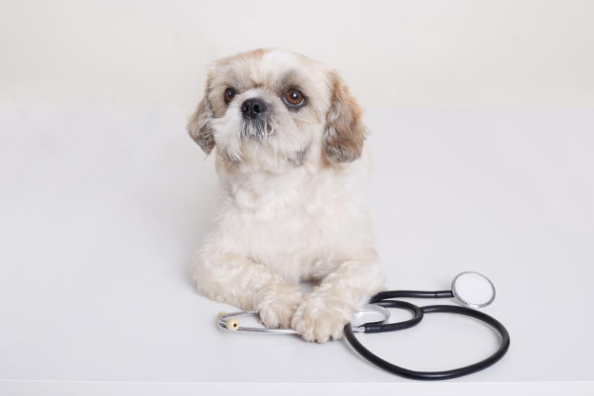 Cortisone per cani: Quando e come somministrarlo