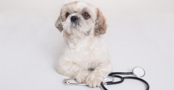 Cortisone per cani: Quando e come somministrarlo