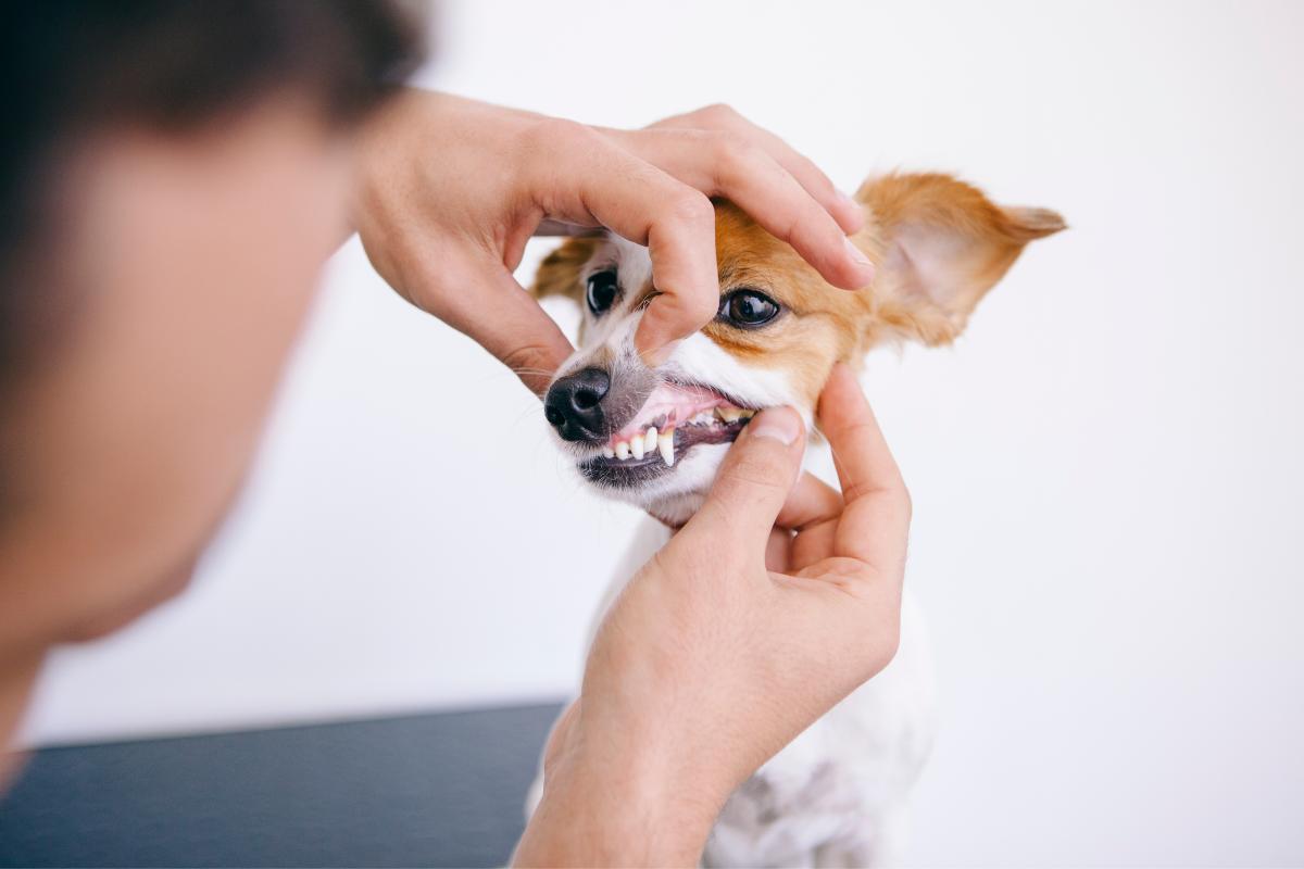 Dentizione nel cane: come alleviare il dolore ai denti