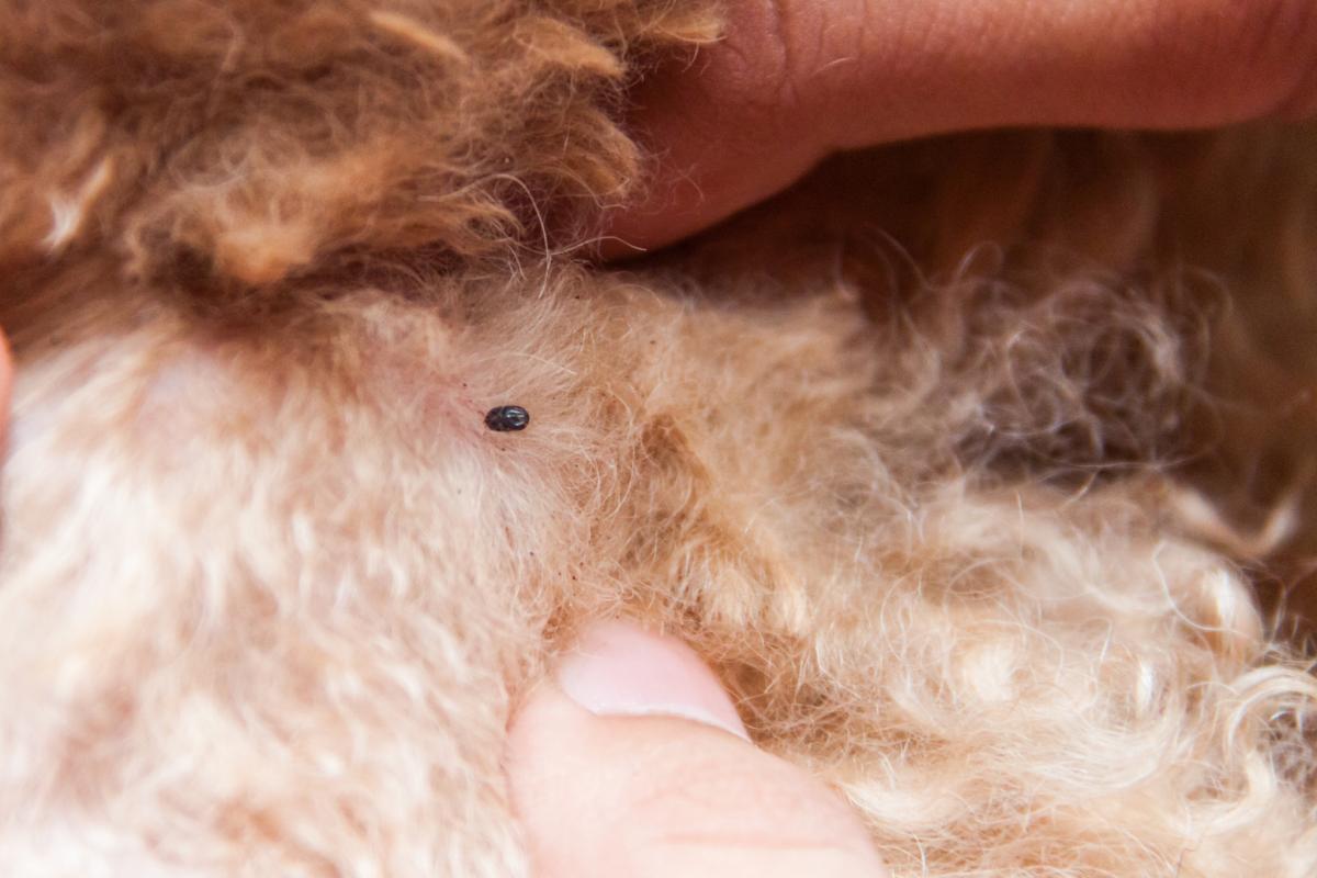Acari del cane: Sintomi, contagio e rimedi