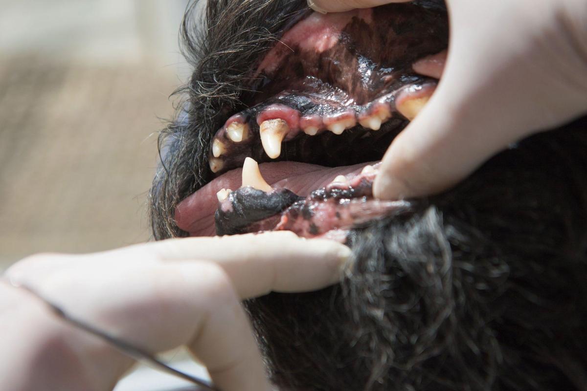Gengivite cane: cause, sintomi e trattamento