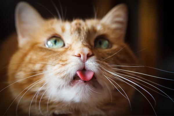 Perché il gatto sta con la lingua di fuori?