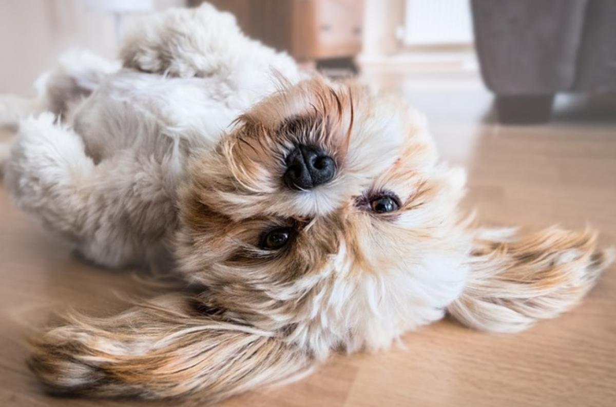Cosa non possono mangiare i cani: tabella alimenti vietati