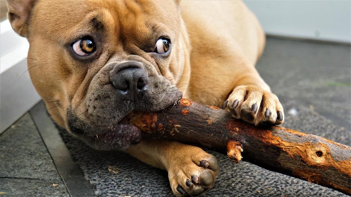 Perché il cane mangia legno?
