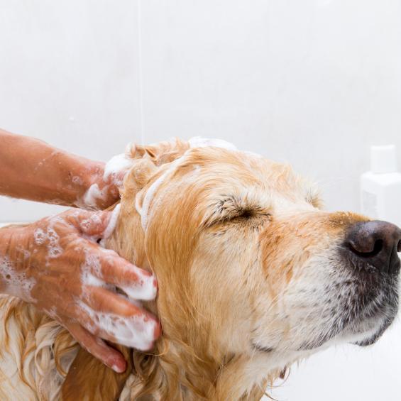Posso fare il bagno al cane in calore?